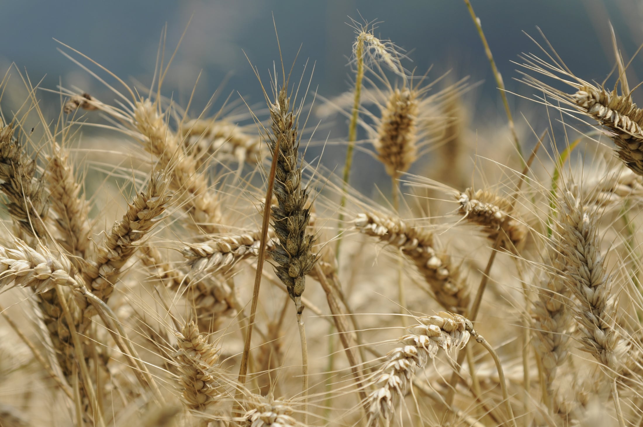 Le spighe di grano nel paesaggio del Mugello